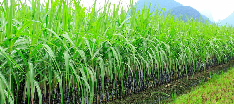 Is e-NRG bioethanol fuel the best bioethanol fuel on the market? Lucent Decors