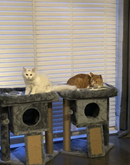 Grey Cat Tree Tower with Scratching Post and Toy Ball