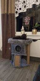 Grey Cat Tree Tower with Scratching Post and Toy Ball