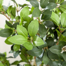 Artificial Bay Leaf Laurel Plant in Green Pot - Indoor/Outdoor Decor, 16x16x120cm