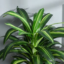 Green Artificial Dracaena Tree Set, Indoor Outdoor Decor, 3.6FT, 40 Leaves